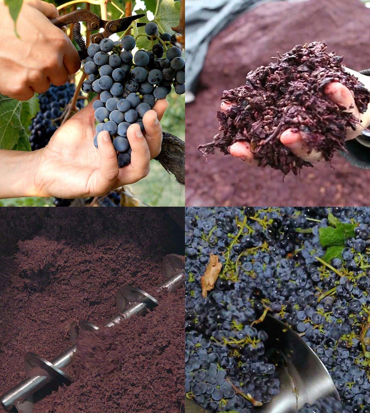 GrapeSkin